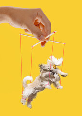 Puppy like a puppet in somebodies hands on yellow background. Concept of unfair manipulation,...