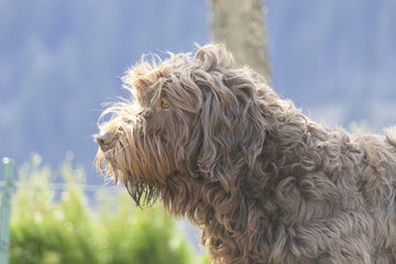 dog head portrait on a windy day