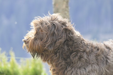 dog head portrait on a windy day