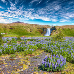 Beautiful scenery of the majestic Skogafoss Waterfall in countryside of Iceland in summer with...