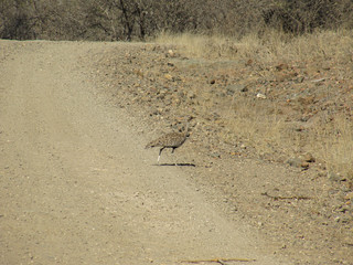 Red-crested Korhaan (Lophotis ruficrista)