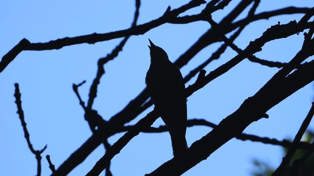 the nightingale sings in the evening on a branch of a tree