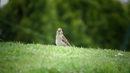 a sparrow sits in the green grass and looks into the camera
