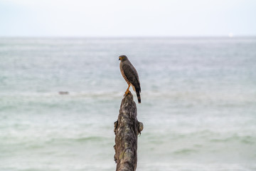 Roadside Hawk (Buteo magnirostris)