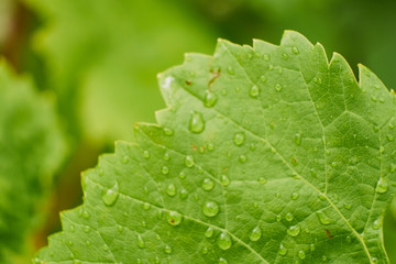 Grapes leaves in a vineyard. Grape leaves. A green vine grape leaf close-up in a blurry foliage background.