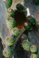 Close-Up Of Prickly Pear Fruits