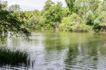 river with water and vegetation