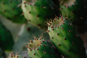 Close-Up Of Prickly Pear Fruits