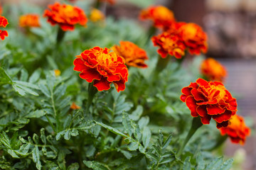 Close up of beautiful Marigold flowers in the garden