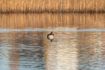Eurasian Teal (Anas crecca) in the UK