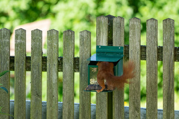 Red Squirrel with its head inside a squirrel feeder, Salzburg, Austria