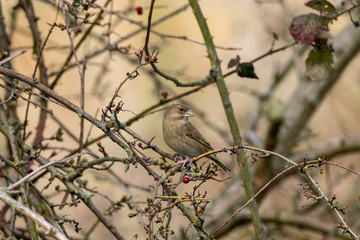 Greenfinch (Chloris chloris) in the UK