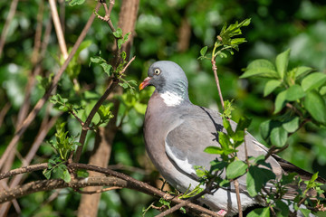 Common Wood Pigeon (Columba palumbus)