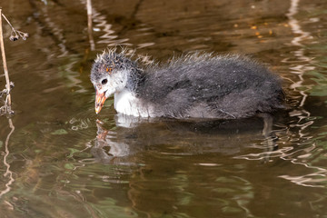 Moorhen (Gallinula chloropus)