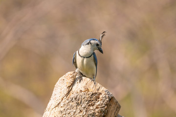 White-throated Magpie-Jay (Calocitta formosa) in Costa  Rica