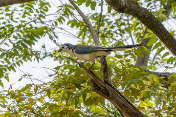 White-throated Magpie-Jay (Calocitta formosa) in Costa  Rica