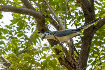 White-throated Magpie-Jay (Calocitta formosa) in Costa  Rica