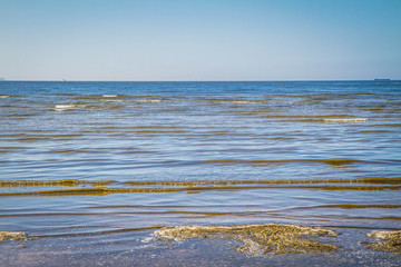 Algae at a beach of the Baltic Sea