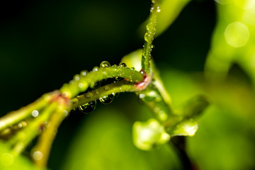 Beautiful drops on the stem of the plant after the rain