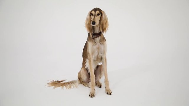 Brown dog Saluki sitting on white background