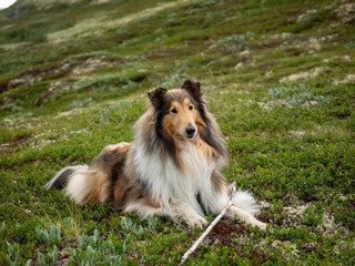 collie relaxing on mountain trail
