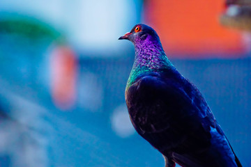 Close up head shot of beautiful homing pigeon, racing pigeon or domestic pigeon bird