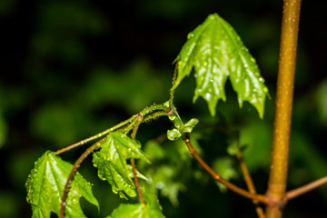Beautiful drops on the stem of the plant after the rain