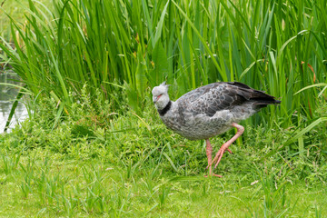 Southern Screamer (Chauna torquata) resident at London Wetland Centre
