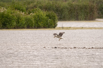Lesser Black-Backed Gull (Larus fuscus) taken in the UK