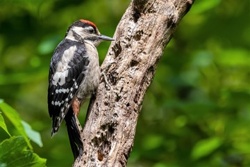 woodpecker on tree