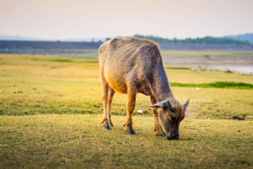 Asian buffalo eat grass on the field