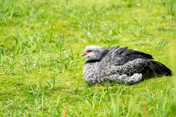 Southern Screamer (Chauna torquata) resident at London Wetland Centre
