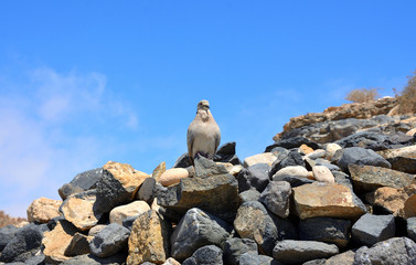 Pigeon Standing on the Rocks in Fuerteventura, Canary Islands