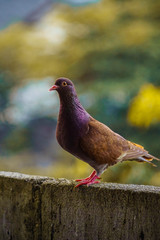 Closeup of a brown pigeon in the park