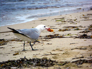 Gabbiano sulla riva con pane nel becco
