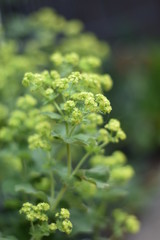 Bl&uuml;hender Frauenmantel