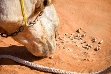 Closeup of a camel face during feeding grains from sand.
