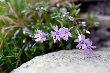 colorful flowers in purple in a stone garden 