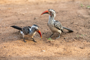 Southern Red-billed Hornbill (Tockus rufirostris)