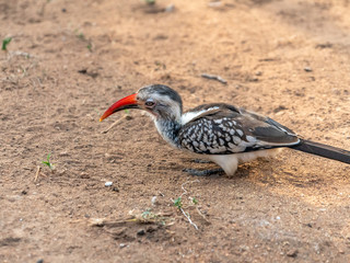 Southern Red-billed Hornbill (Tockus rufirostris)