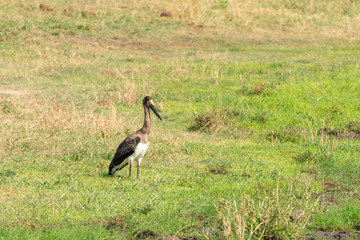 Saddle-billed Stork (Ephippiorhynchus senegalensis) in South Africa