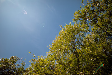 tree in the summer with blue sky