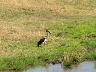 Saddle-billed Stork (Ephippiorhynchus senegalensis) in South Africa