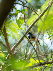 Cape Batis (Batis capensis) in South Africa