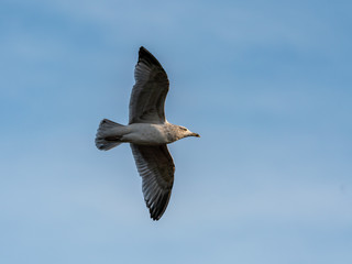 Lesser Black-Backed Gull (Larus fuscus) taken in the UK