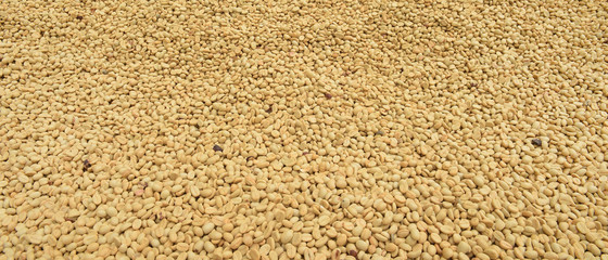 Close up of coffee beans for background                               
