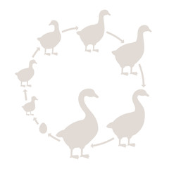 Round Stages of poultry growth set. Breeding fowl. Goose production. Goose farm. Gosling grow up circle animation progression. Silhouette Flat vector.