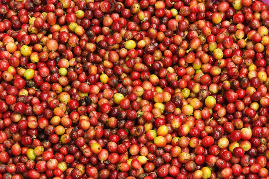 close up of fresh coffee beans for background  