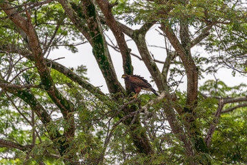 Harris's Hawk (Parabuteo unicinctus) in Puntarenas, Costa Rica