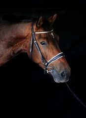 Fototapeta premium Portret konia